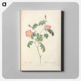 アートパネル-Rose illustration - ピエール ジョゼフ ルドゥーテ Canvas.
