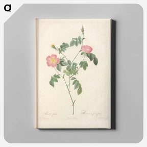 アートパネル-Rose illustration - ピエール ジョゼフ ルドゥーテ Canvas.