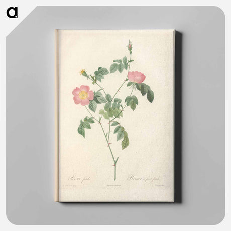 アートパネル-Rose illustration - ピエール ジョゼフ ルドゥーテ Canvas.