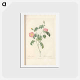 アートポストカード-Rose illustration - ピエール ジョゼフ ルドゥーテ Postcard.