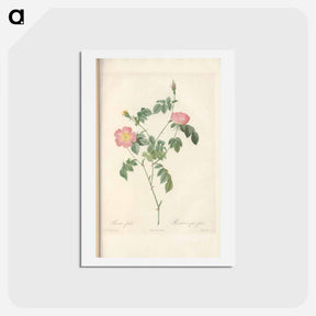 アートポストカード-Rose illustration - ピエール ジョゼフ ルドゥーテ Postcard.