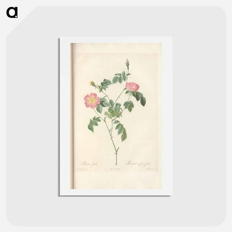 アートポストカード-Rose illustration - ピエール ジョゼフ ルドゥーテ Postcard.