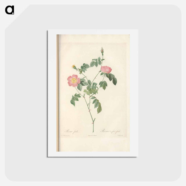 アートポストカード-Rose illustration - ピエール ジョゼフ ルドゥーテ Postcard.