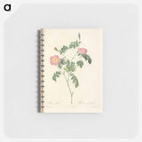 Rose illustration - ピエール ジョゼフ ルドゥーテ Memo.