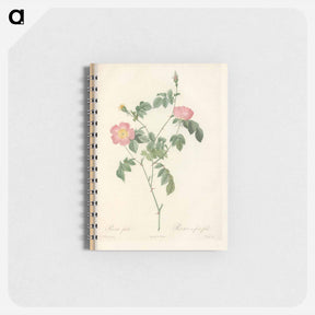 アートメモ帳-Rose illustration - ピエール ジョゼフ ルドゥーテ Memo.
