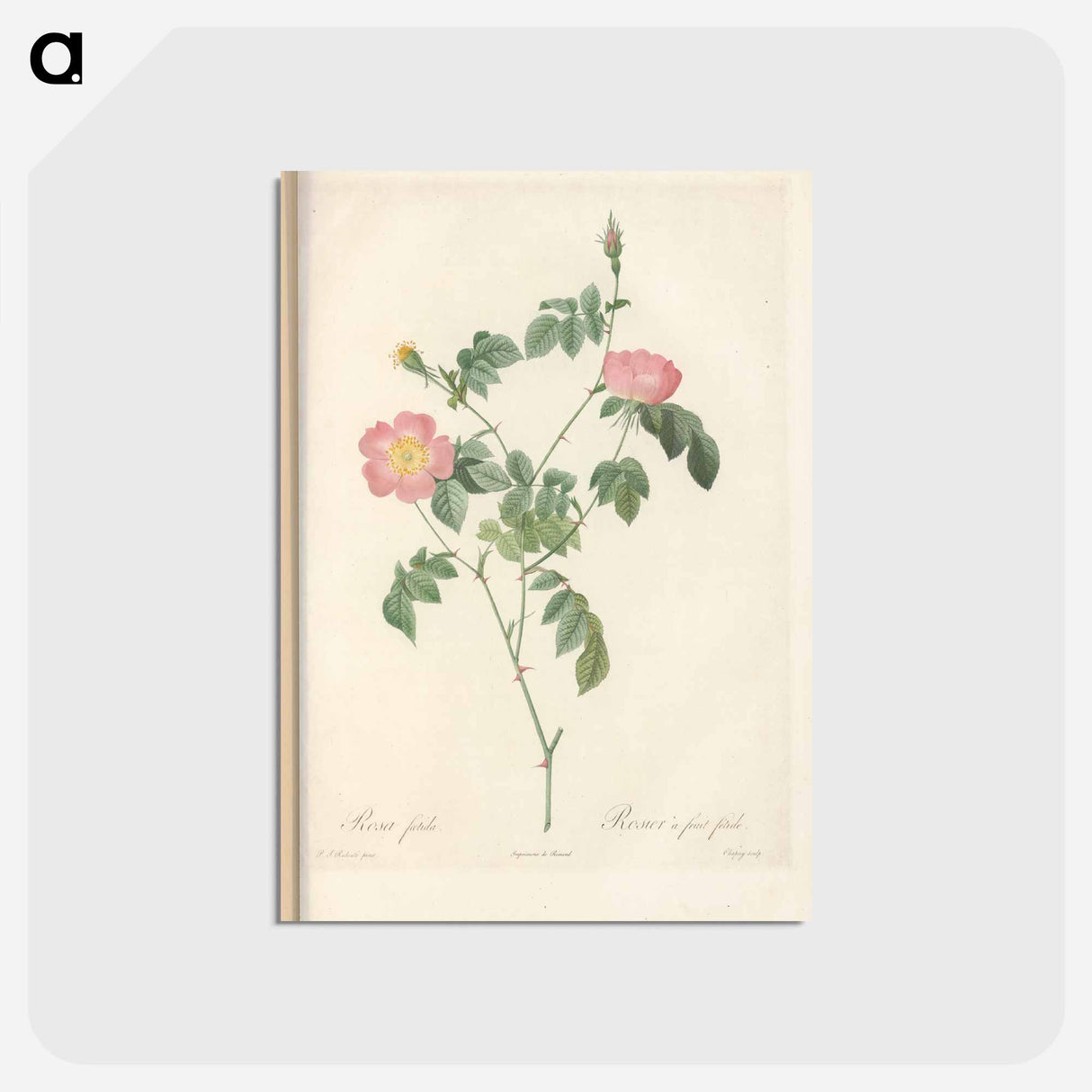 アートポストカード-Rose illustration - ピエール ジョゼフ ルドゥーテ Postcard.