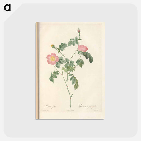 アートポストカード-Rose illustration - ピエール ジョゼフ ルドゥーテ Postcard.