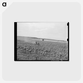 アートポストカード-Plowing Corn
 - ラッセル リー Postcard.