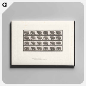 アートパネル-Elephant Walking
 - エドワード マイブリッジ Canvas.