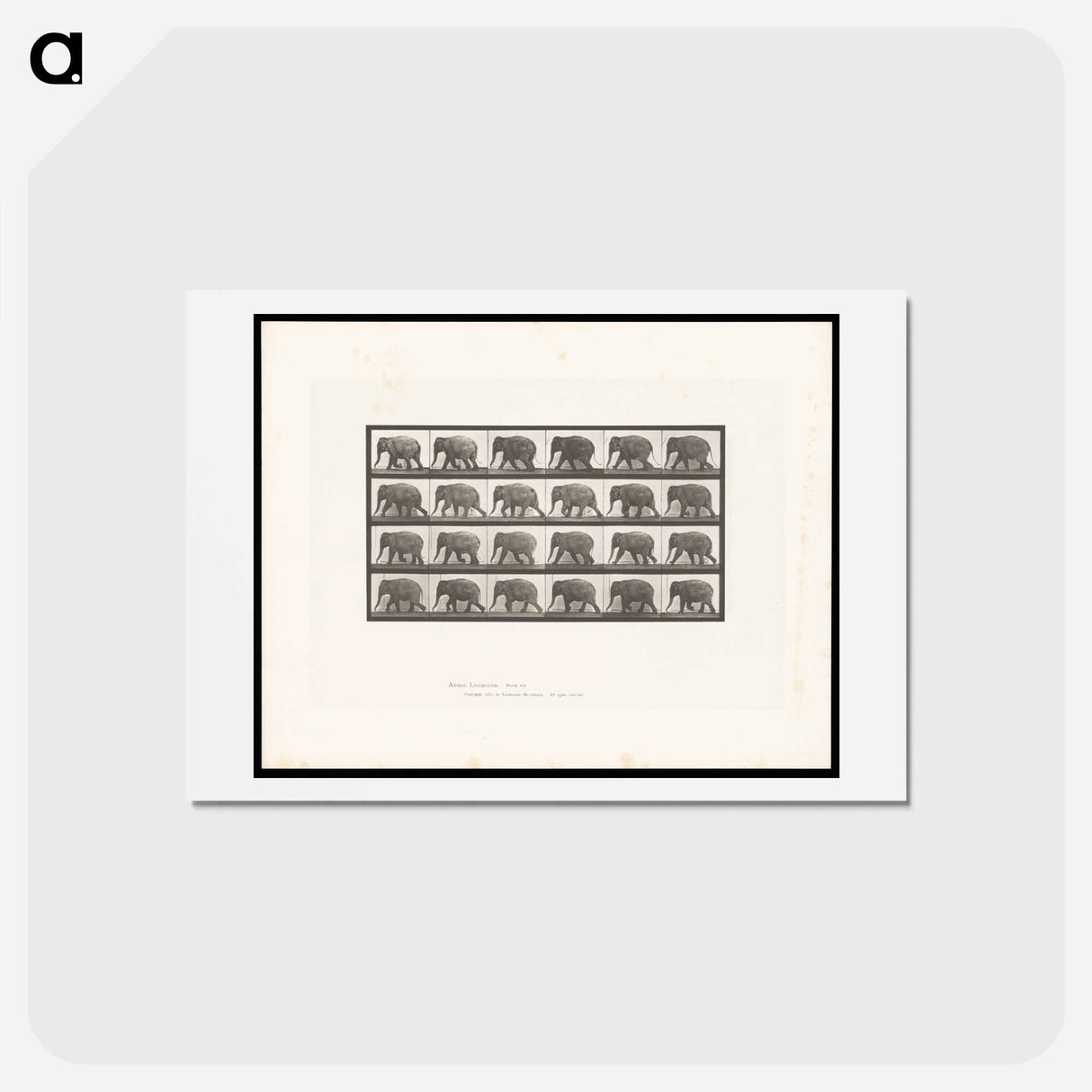 アートポストカード-Elephant Walking
 - エドワード マイブリッジ Postcard.