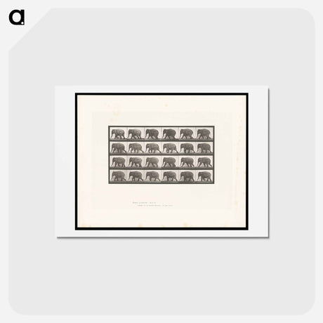 アートポストカード-Elephant Walking
 - エドワード マイブリッジ Postcard.