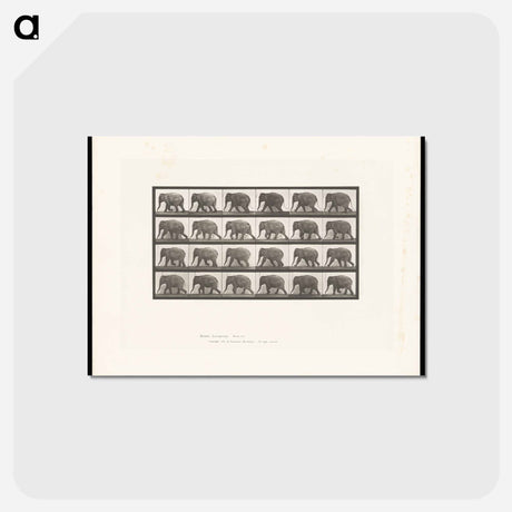 アートポストカード-Elephant Walking
 - エドワード マイブリッジ Postcard.