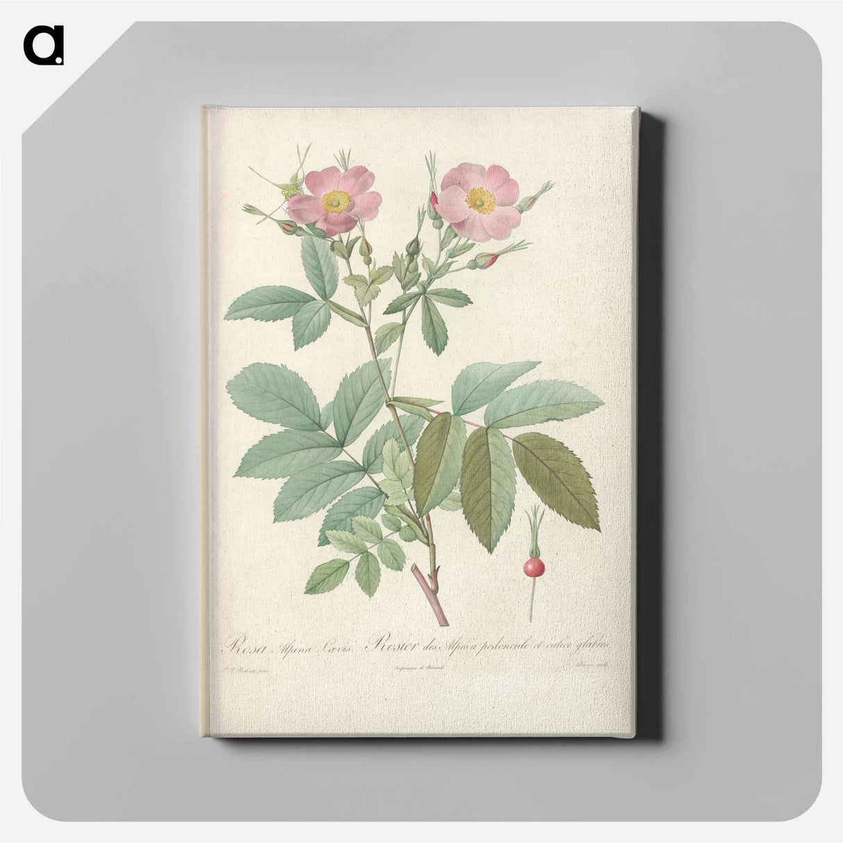 アートパネル-Rose illustration - ピエール ジョゼフ ルドゥーテ Canvas.