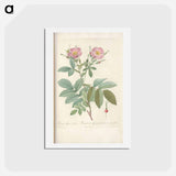 アートポストカード-Rose illustration - ピエール ジョゼフ ルドゥーテ Postcard.