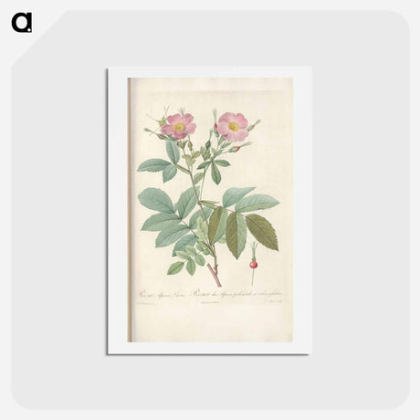 アートポストカード-Rose illustration - ピエール ジョゼフ ルドゥーテ Postcard.