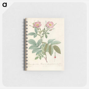 アートメモ帳-Rose illustration - ピエール ジョゼフ ルドゥーテ Memo.
