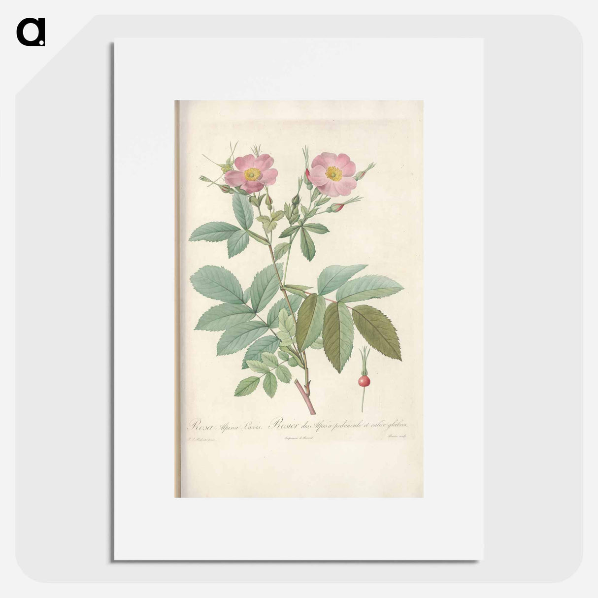 Rose illustration - Pierre Joseph Redouté Poster.