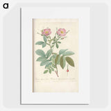 Rose illustration - Pierre Joseph Redouté Poster.