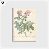 アートポストカード-Rose illustration - ピエール ジョゼフ ルドゥーテ Postcard.
