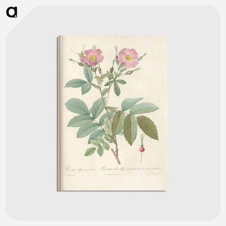アートポストカード-Rose illustration - ピエール ジョゼフ ルドゥーテ Postcard.