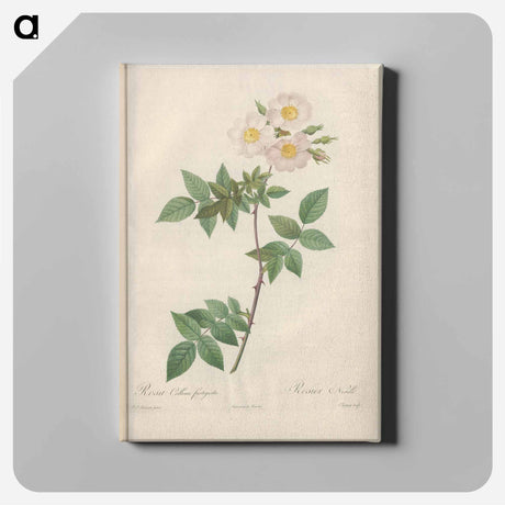 アートパネル-Rose illustration - ピエール ジョゼフ ルドゥーテ Canvas.