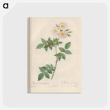 アートポストカード-Rose illustration - ピエール ジョゼフ ルドゥーテ Postcard.