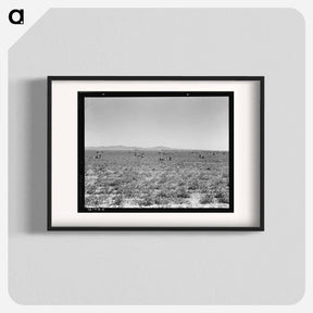 アートポスター-500 Pea Pickers in Field of Large-Scale Sinclair Ranch - ドロテア ラング Poster.