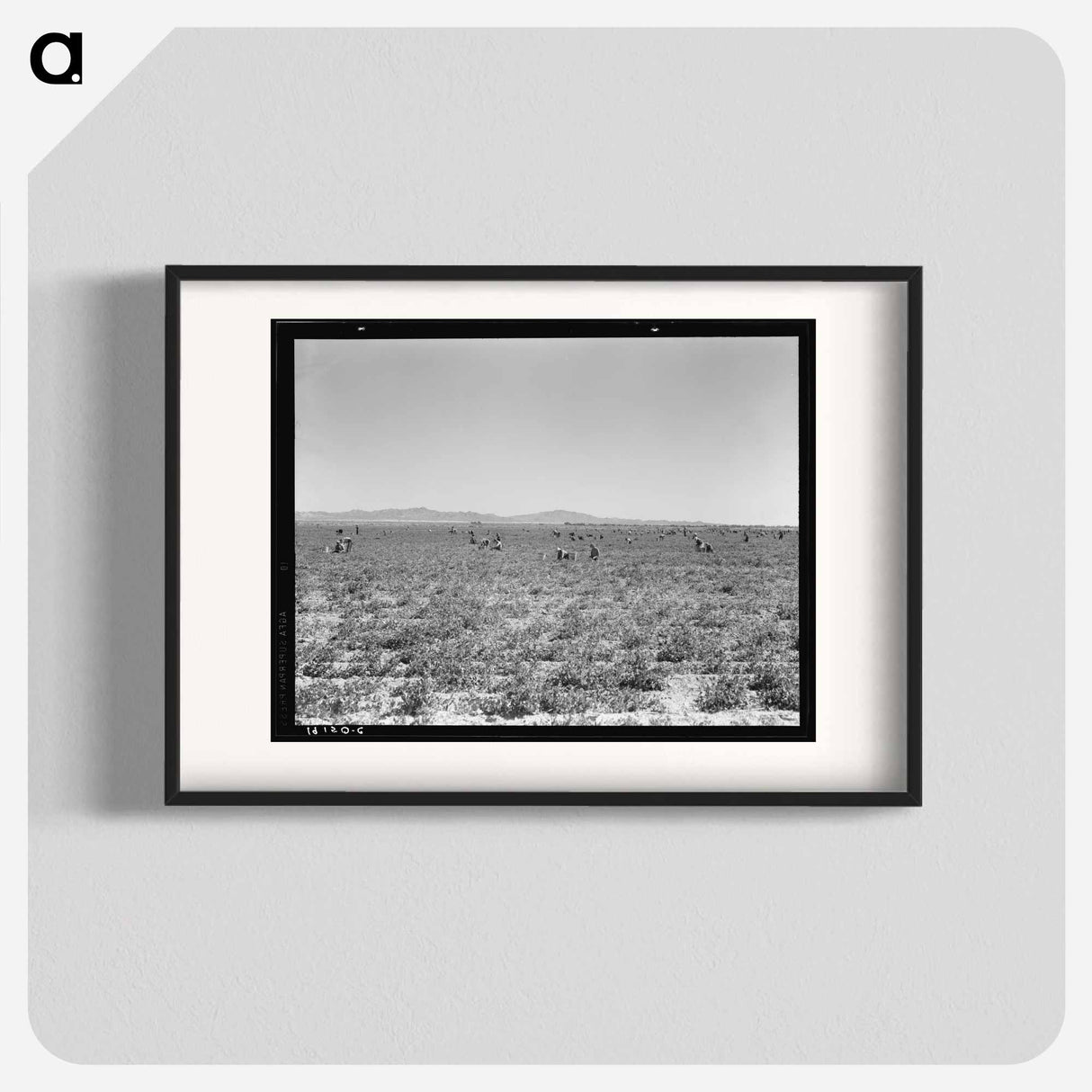 500 Pea Pickers in Field of Large-Scale Sinclair Ranch - Dorothea Lange Poster.