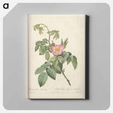 アートパネル-Rose illustration - ピエール ジョゼフ ルドゥーテ Canvas.