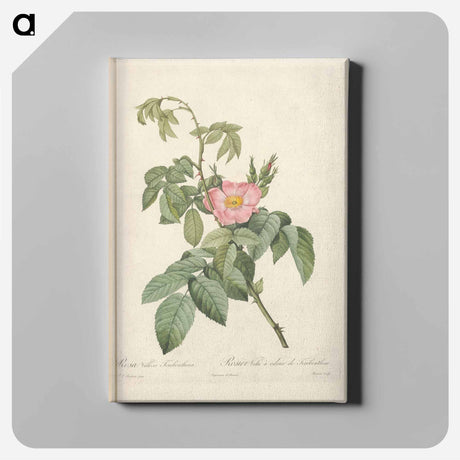 アートパネル-Rose illustration - ピエール ジョゼフ ルドゥーテ Canvas.