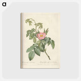 アートポストカード-Rose illustration - ピエール ジョゼフ ルドゥーテ Postcard.