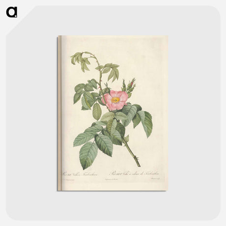 アートポストカード-Rose illustration - ピエール ジョゼフ ルドゥーテ Postcard.