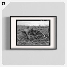 アートポスター-Ex-lumber mill worker clears eight-acre field after has pulled stumps. Boundary stumps. Boundary County, Idaho. - ドロテア ラング Poster.