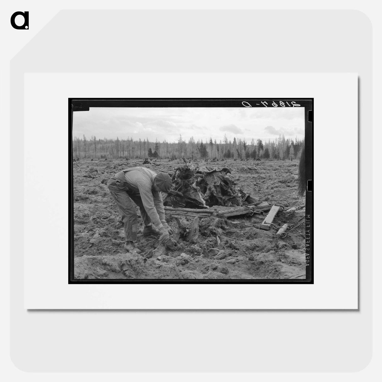 Ex-lumber mill worker clears eight-acre field after has pulled stumps. Boundary stumps. Boundary County, Idaho. - Dorothea Lange Poster.