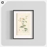 Rose illustration - Pierre Joseph Redouté Poster.
