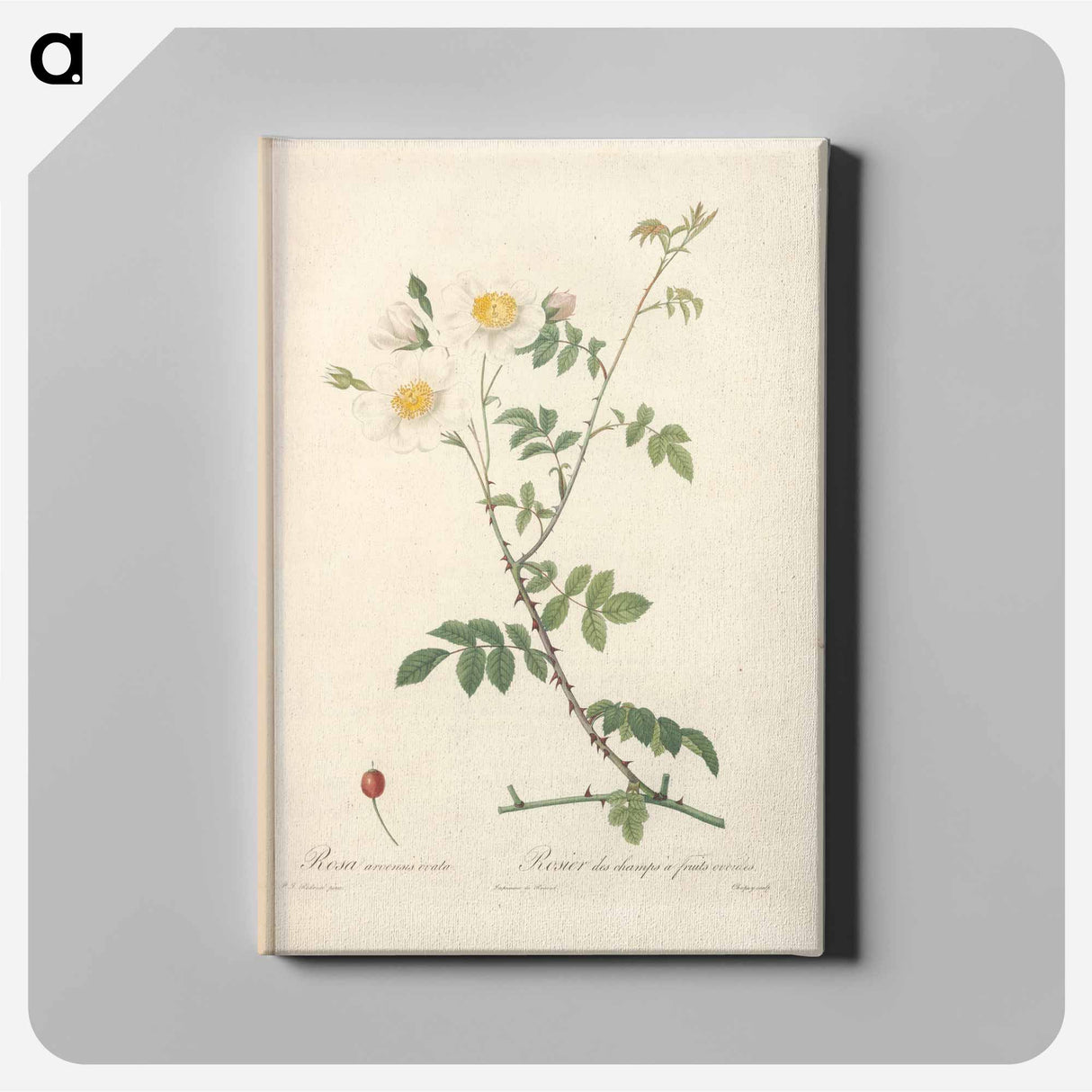 アートパネル-Rose illustration - ピエール ジョゼフ ルドゥーテ Canvas.