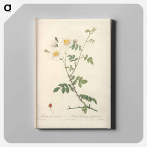 アートパネル-Rose illustration - ピエール ジョゼフ ルドゥーテ Canvas.