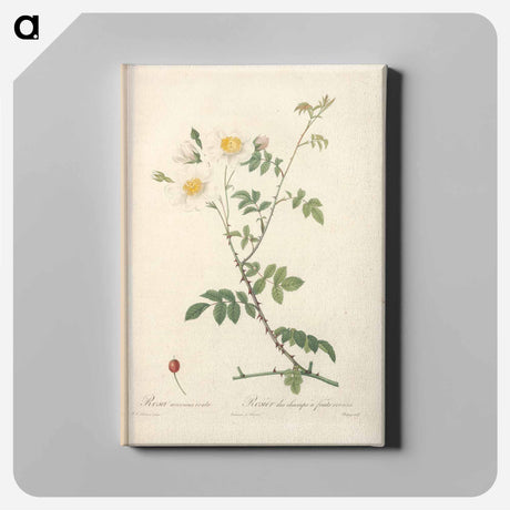 アートパネル-Rose illustration - ピエール ジョゼフ ルドゥーテ Canvas.