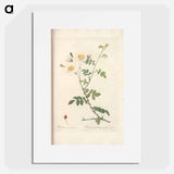 Rose illustration - Pierre Joseph Redouté Poster.
