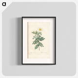 Rose illustration - Pierre Joseph Redouté Poster.