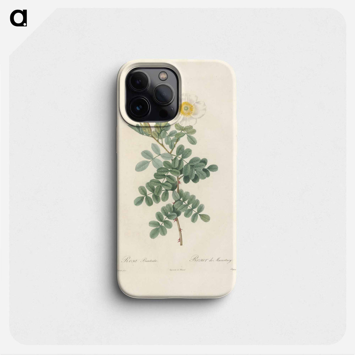 Rose illustration - Pierre Joseph Redouté Phone Case.