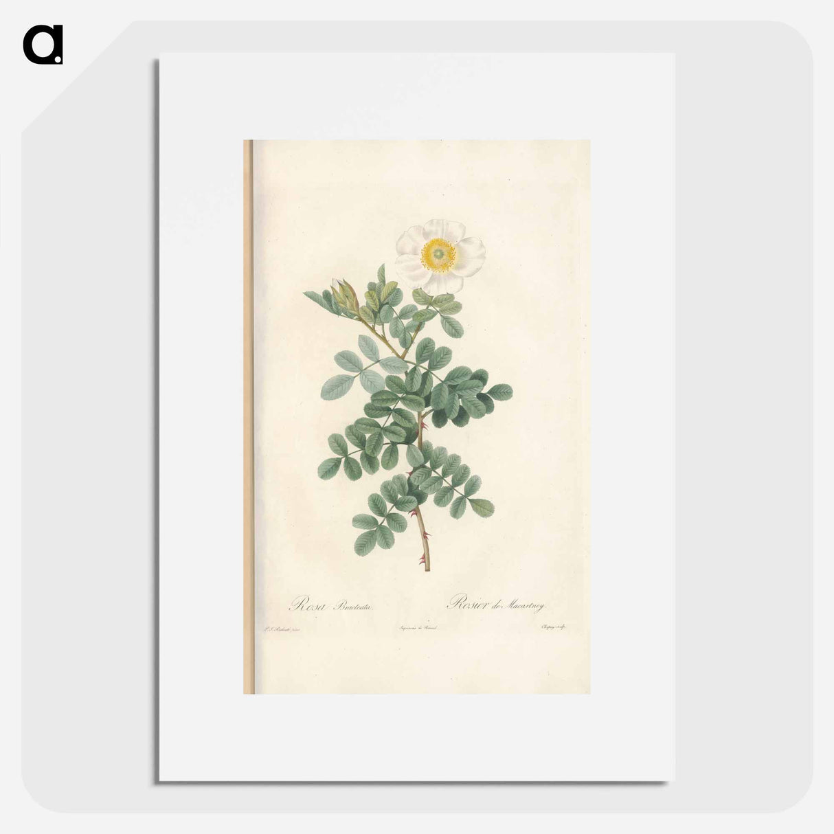 Rose illustration - Pierre Joseph Redouté Poster.