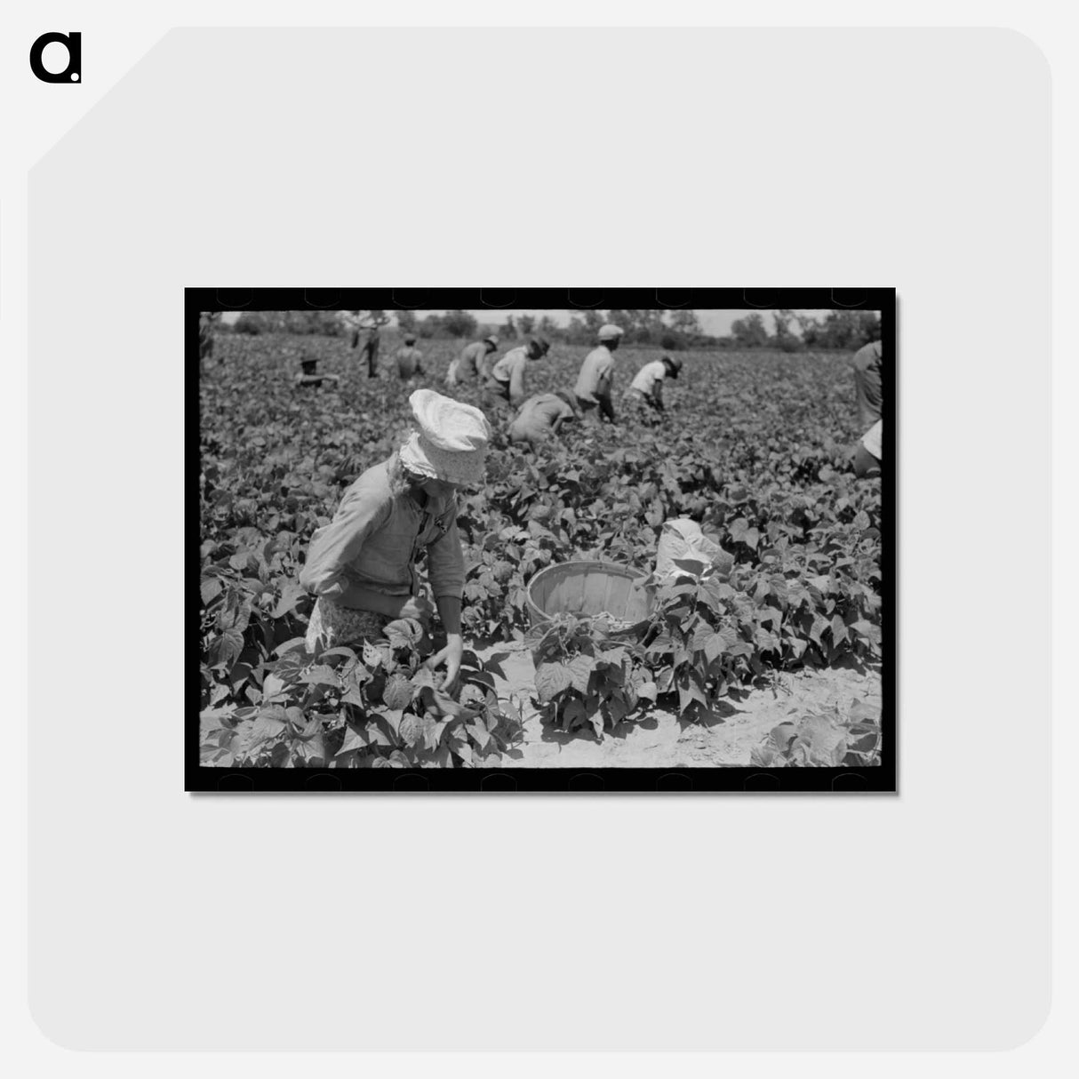 アートポストカード-String Bean Picker
 - ラッセル リー Postcard.