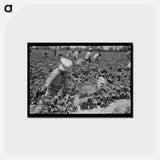 アートポストカード-String Bean Picker
 - ラッセル リー Postcard.