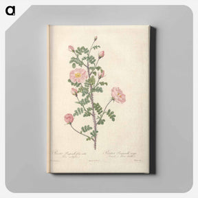 アートパネル-Rose illustration - ピエール ジョゼフ ルドゥーテ Canvas.