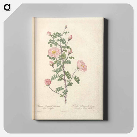 アートパネル-Rose illustration - ピエール ジョゼフ ルドゥーテ Canvas.
