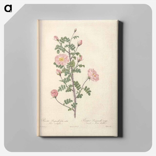 アートパネル-Rose illustration - ピエール ジョゼフ ルドゥーテ Canvas.