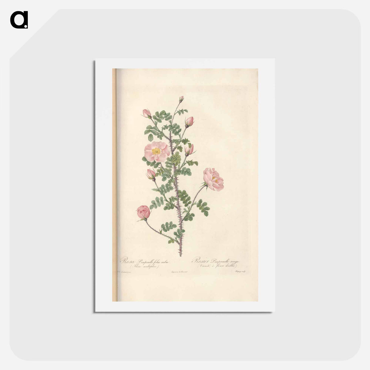 アートポストカード-Rose illustration - ピエール ジョゼフ ルドゥーテ Postcard.