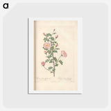 アートポストカード-Rose illustration - ピエール ジョゼフ ルドゥーテ Postcard.