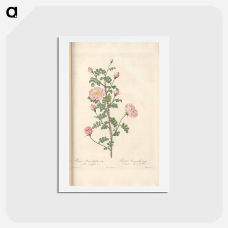 アートポストカード-Rose illustration - ピエール ジョゼフ ルドゥーテ Postcard.